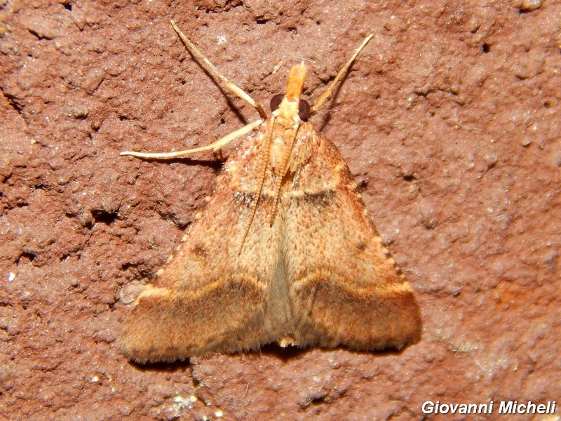 Pyralidae da ID - Stemmatophora brunnealis